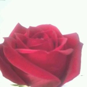 Meet your Posher, Rosa